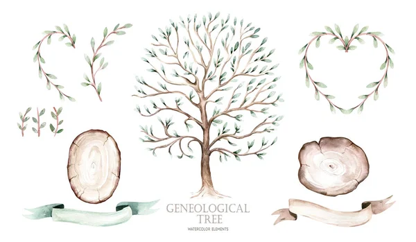 Watercolor Genealogical Family tree. Watercolor children\'s tree botanical season isolated illustration. olive, oak and cypress. Green forest ecology branch and leaves