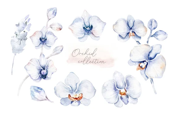 Set Von Aquarell Illustration Tropische Orchidee Isolierte Illustration Exotische Blütenblume — Stockfoto