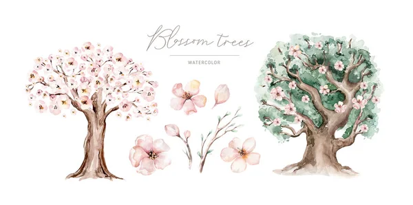 Aquarel Genealogische Stamboom Aquarel Kinderboom Botanische Seizoen Geïsoleerde Illustratie Olijf — Stockfoto