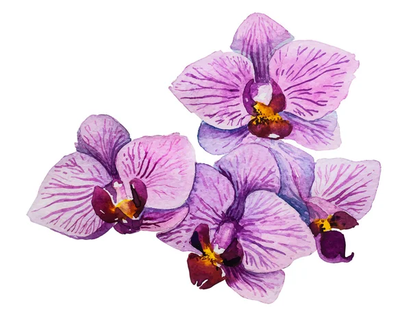 Orchid flowers. Watercolor floral illustration. — Stock Vector