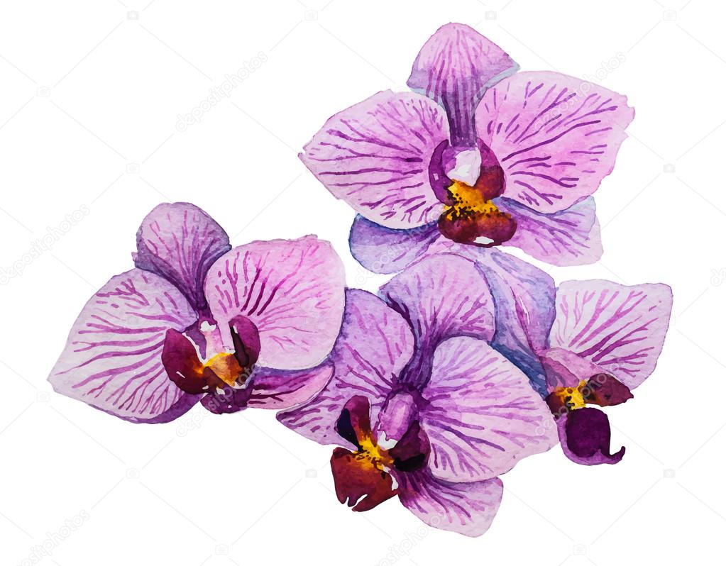 Download Orchid Flowers Watercolor Floral Illustration Vector Image By C Mykef Vector Stock 73933159