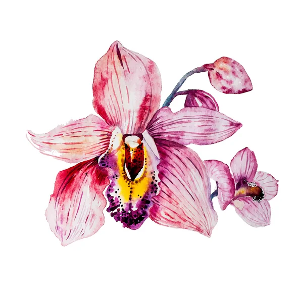 Kleurrijke orchideebloemen — Stockvector