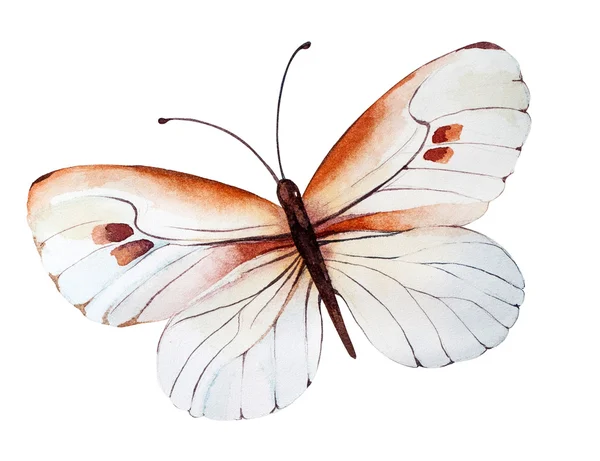 Ручна розфарбована акварельна ілюстрація метелика . — стокове фото