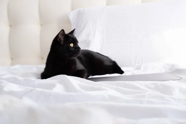 Siyah kedi beyaz yatak odasında dizüstü bilgisayarda yatıyor.