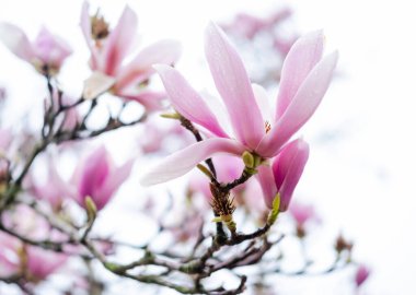 Pembe manolya çiçekleri. Manolya baharda çiçek açar..