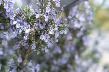 Küçük mavi menekşe çiçekleri Lobelia, çiçekli arka plan.
