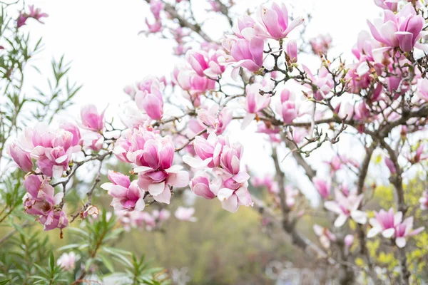 Roze Magnolia Bloemen Magnolia Bloeit Het Voorjaar — Stockfoto