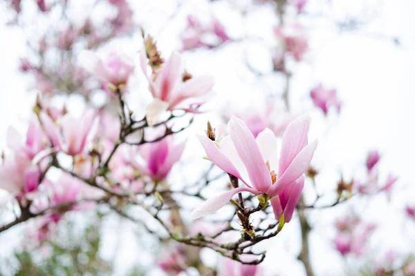 Pink magnolia flowers. magnolia blooms in spring.