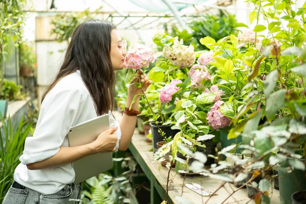 young attractive business women gardener with tablet sniffs hydrangea flowers in greenhouse.