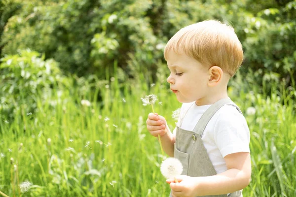 Счастливая милая блондинка мальчик дует цветок денделиона в зеленом парке — стоковое фото