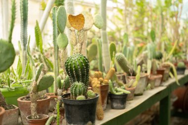 Çamur ve seradaki plastik kaplarda çeşitli sulandırıcılar. Bitki satışı, ev için fidanlar.