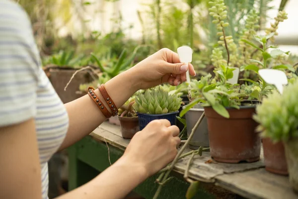 Mulheres Mão Segurando Suculento Vasos Argila Plástico Estufa Venda Plantas — Fotografia de Stock