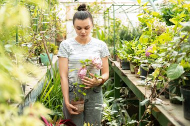 Serada Hydrangea 'yla esrar taşıyan gündelik giysili, genç ve çekici kadınlar..