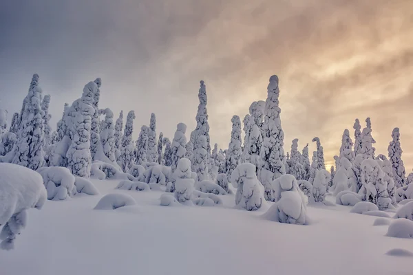 Märchenhafter schneebedeckter Wald bei Sonnenuntergang. — Stockfoto