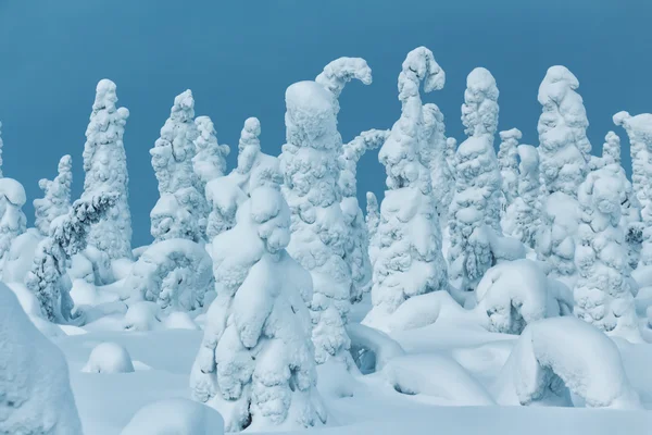 Fabulous snow-covered forest on a background of blue sky. — Stock Photo, Image