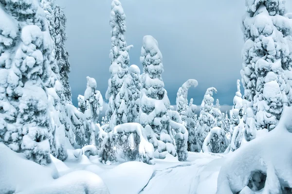 Märchenhafter schneebedeckter Wald vor blauem Himmel. — Stockfoto