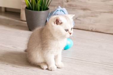  Meraklı beyaz kedi yavrusu ve ahşap bir arka planda yumurtalar. Paskalya süslemeleri, bayram sembolleri. 