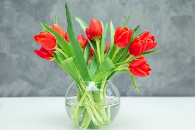 Gri arka planda vazoda bir buket kırmızı lale. Bahar şenliği havası. 