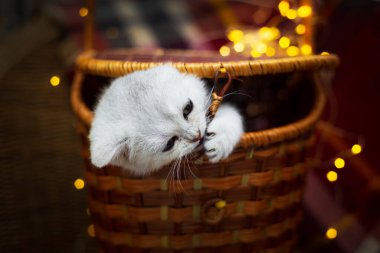 Gümüş rengi şirin İngiliz kedi yavrusu hasır sepetten dışarı bakıyor. Arka planda kareli ekose ve çelenk ışıkları var.. 