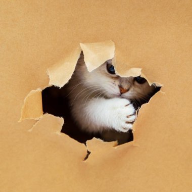 Küçük beyaz İngiliz kedi yavrusu el işi kağıdındaki delikten bakıyor. Komik meraklı hayvan. Boşluğu kopyala.