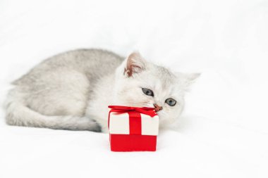 Beyaz battaniyesinde kırmızı bir hediye kutusu olan küçük beyaz İngiliz kedi yavrusu. Komik meraklı hayvan. Boşluğu kopyala. 