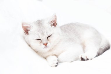 Beyaz bir battaniyenin üzerinde uyuyan küçük beyaz İngiliz kedi yavrusu. Komik hayvan. Boşluğu kopyala.