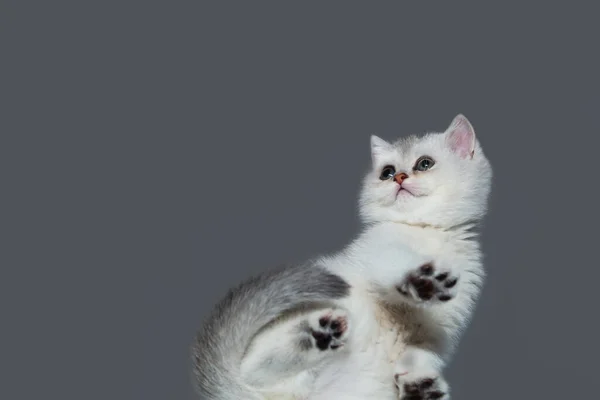 Bílé Britské Kotě Šedém Pozadí Spodní Pohled Neobvyklý Úhel Selektivní — Stock fotografie