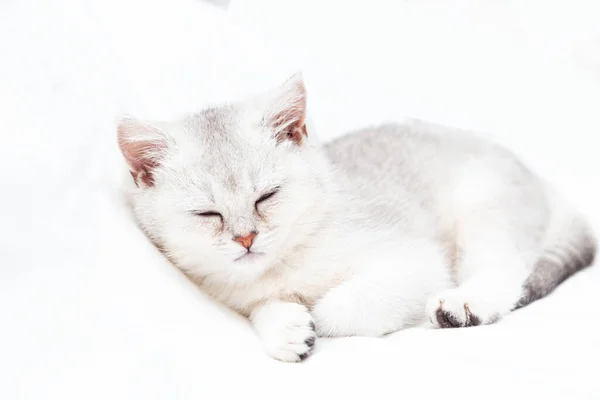 Pequeno Gatinho Britânico Branco Dormindo Cobertor Branco Que Animal Engraçado — Fotografia de Stock