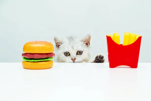 Brits Wit Poesje Kijkt Naar Frietjes Een Hamburger Speelgoed Plastic — Stockfoto