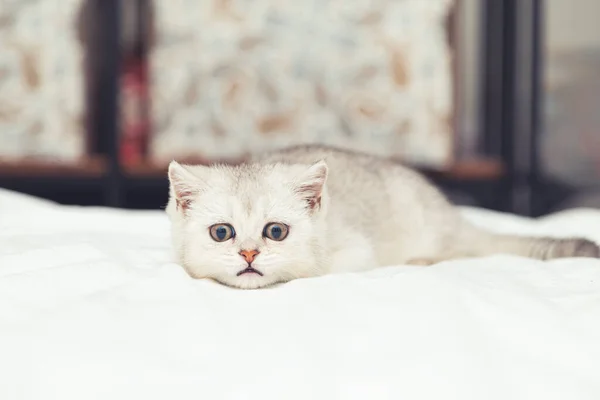 Pequeño Gatito Británico Blanco Sobre Una Manta Blanca Graciosa Mascota —  Fotos de Stock