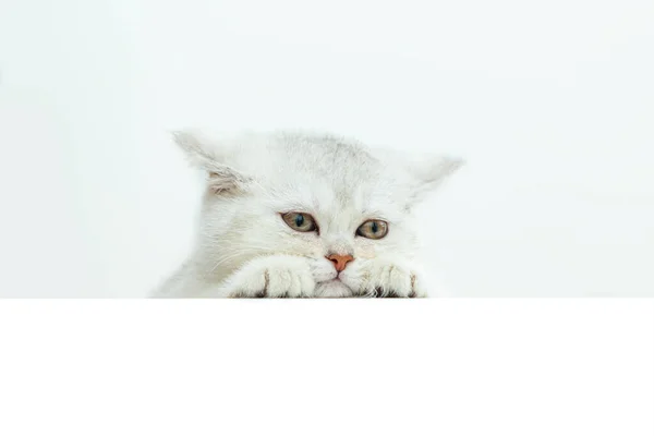 Gatinho Britânico Branco Irritado Espreitando Por Cima Uma Bandeira Branca — Fotografia de Stock