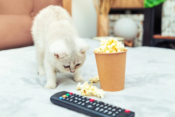 Wit Brits Katje Ligt Het Bed Met Een Afstandsbediening Popcorn — Stockfoto