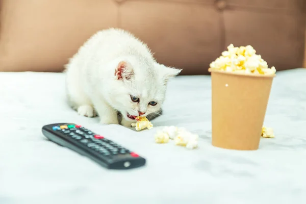 Wit Brits Katje Ligt Het Bed Met Een Afstandsbediening Popcorn — Stockfoto