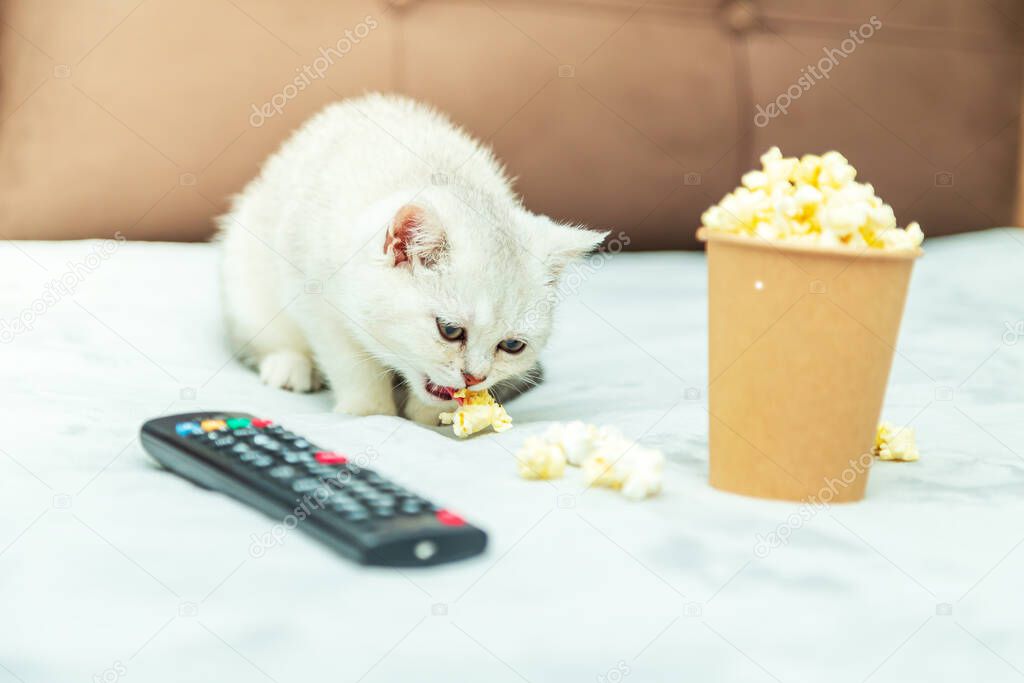 White British kitten lies on the bed with a remote control and popcorn. Classic movie viewing. 
