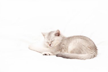 Beyaz bir battaniyenin üzerinde uyuyan küçük beyaz İngiliz kedi yavrusu. Komik hayvan. Boşluğu kopyala.