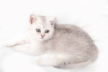 Beyaz battaniyeli küçük beyaz İngiliz kedi yavrusu. Komik meraklı hayvan. Boşluğu kopyala. 