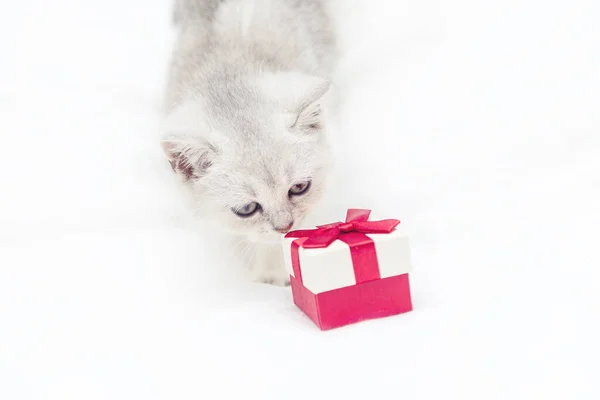 Mały Biały Brytyjski Kotek Czerwonym Pudełkiem Białym Kocu Zabawne Ciekawe — Zdjęcie stockowe
