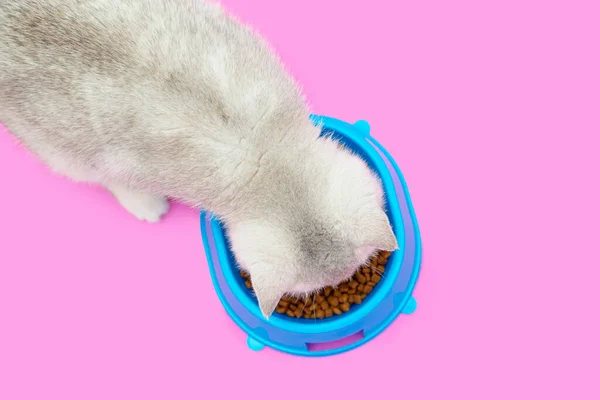 Cute White British Kitten Eats Dry Food Pink Background Blue — Stock Photo, Image