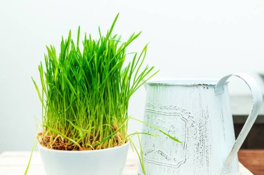Yeşil filizlenmiş çimenler ve kaliteli sulama tenekesi. Ev içi detaylar. Evcil bitki.. 