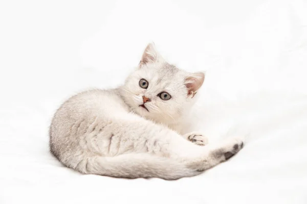 Malé Bílé Britské Kotě Bílé Přikrývce Zvláštní Zvířátko Kopírovat Prostor — Stock fotografie