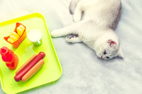 Біле Кошеня Лежить Ліжку Поряд Ним Підносі Іграшкова Пластикова Їжа — стокове фото