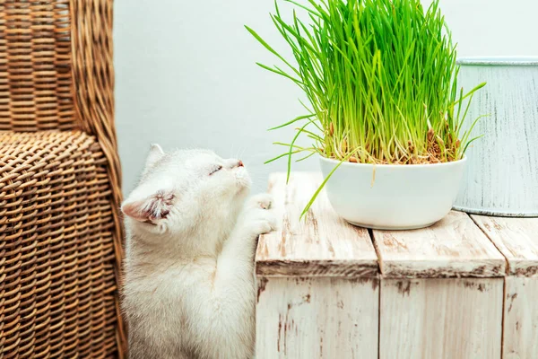 Wit Brits Katje Eet Groen Gras Binnenland — Stockfoto