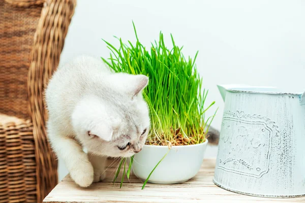 Wit Brits Katje Eet Groen Gras Binnenland — Stockfoto