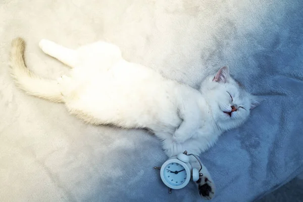 Gatinho Britânico Branco Dorme Abraçando Despertador Manhã Cedo Cama — Fotografia de Stock