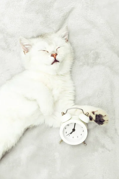 Weißes Britisches Kätzchen Schläft Und Umarmt Wecker Früh Morgens Bett — Stockfoto