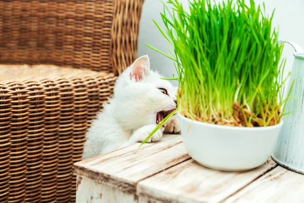 Vita Brittiska Kattungen Äter Grönt Gräs Heminredning — Stockfoto