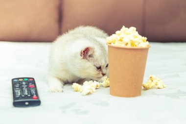 Beyaz İngiliz kedi yavrusu uzaktan kumandalı ve patlamış mısırla yatakta yatıyor. Klasik film izleme. 
