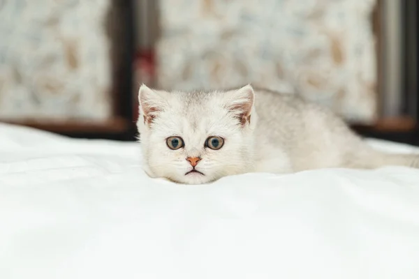 Pequeño Gatito Británico Blanco Sobre Una Manta Blanca Graciosa Mascota — Foto de Stock