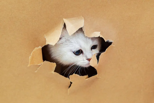 고양이는 공지에 구멍을 들여다보고 재미있는 — 스톡 사진