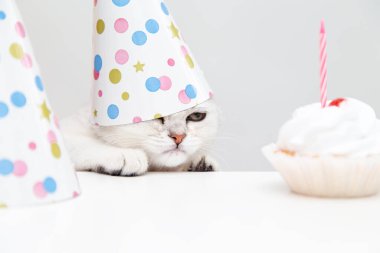 Bayram şapkalı kızgın beyaz kedi yavrusu pastaya bakıyor. Doğum günü ve tatil kavramı.